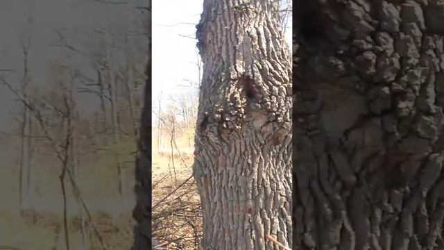 Albinele din pădure au trecut iarna. смотреть онлайн