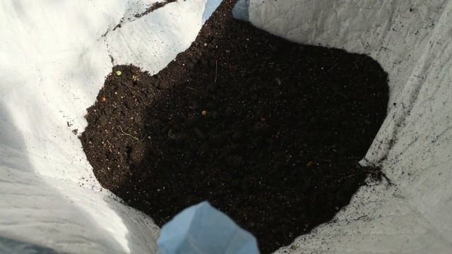 Посадка петунии в плетёное кашпо.Почему петуния плохо растёт в плетёном кашпо,как помочь? смотреть онлайн