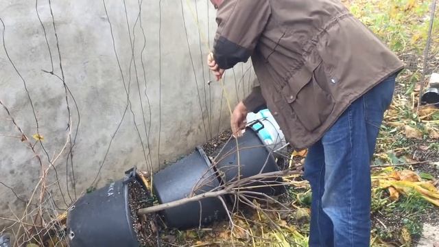 Как укрыть растения на зиму. Второй вариант. смотреть онлайн