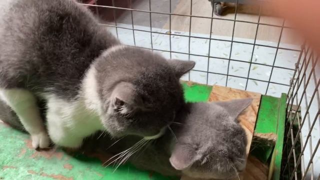 Cat in heat ? || May vs Lyly1 || Munchkin Mate || Cat breeding ? смотреть онлайн