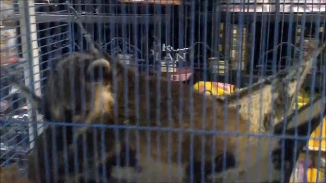 Детенышь енота коати смотреть онлайн