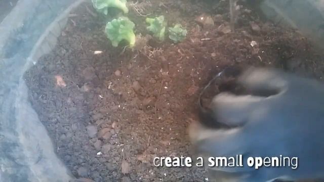 Cereus Wild Crest Cactus Propagation | Cactus Propagation смотреть онлайн