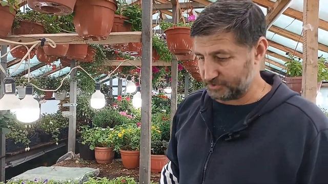 Основные принципы укоренения черенков Пеларгонии,петунии,вербены и т.д.100% укоренение черенков. смотреть онлайн