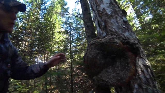 Сибирский Бродяга и Тихая охота. Опята повсюду. Поход с подписчиком. смотреть онлайн