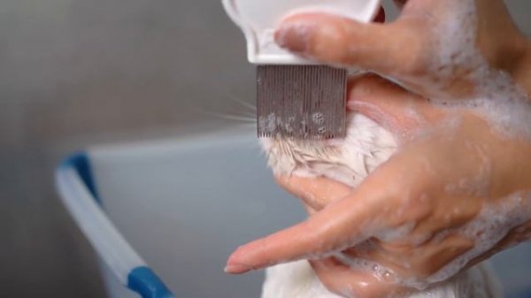 The groomer fell in love at first sight when she saw the cat´s eyes! 😻🛁✂️❤️ So lovely!!