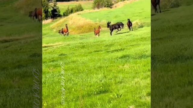 Dospolova M. A. Природа. Nature. Beautiful. Красота. Наша планета. Земля. Как прекрасен этот мир смотреть онлайн