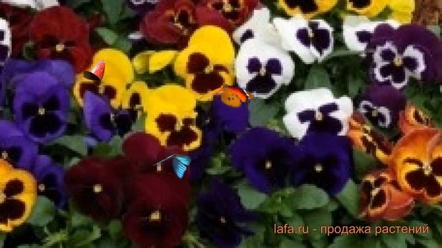 Виола крупноцветковая Микс ? крупноцветковая виола Микс обзор: как сажать, семена виолы Микс смотреть онлайн