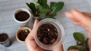 Убираю глоксинии на зимнее хранение.