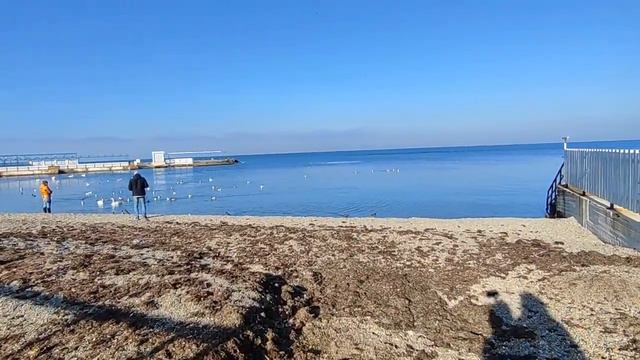 #Анапа Море, март, Анапа, лебеди. смотреть онлайн