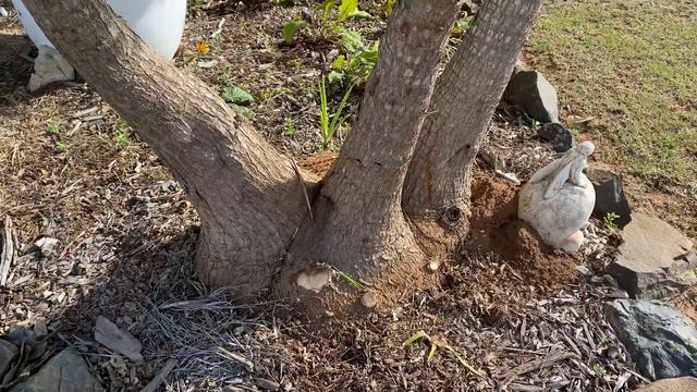 Yucca 10 years old Sentinels of Desert смотреть онлайн