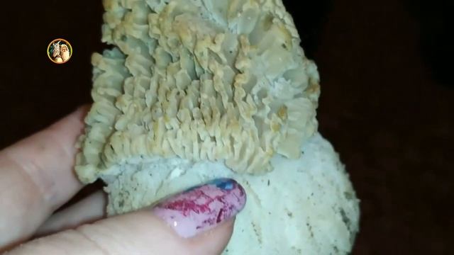 Гриб - Сморчок съедобный / Morchella esculenta??☀ смотреть онлайн