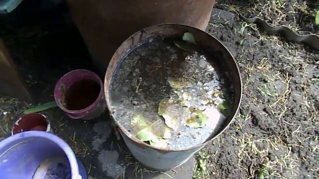 Простая и эффективная подкормка для винограда. Органическое удобрение для винограда. винограда. смотреть онлайн