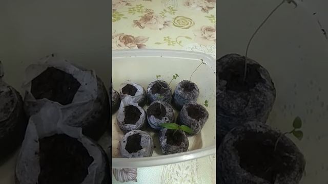 Выращивание Пепино смотреть онлайн