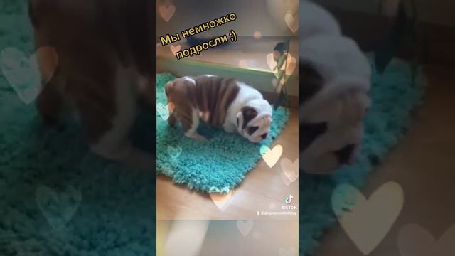 Малыш Тэдди Английский бульдог смотреть онлайн