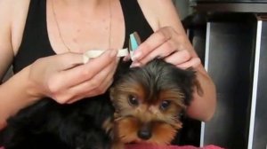 Как поставить уши щенку йорка