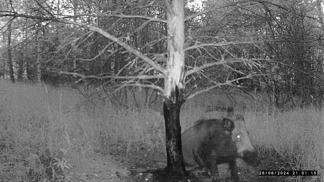 Сойка, дятел и кабан смотреть онлайн