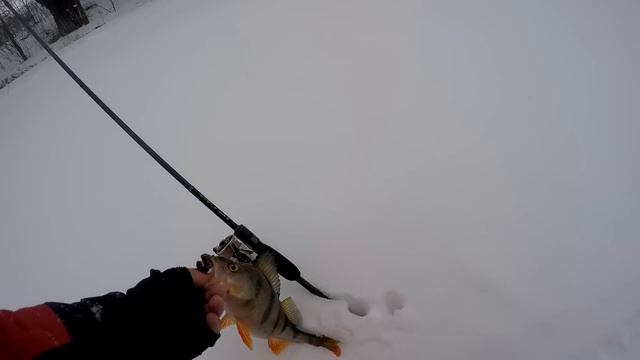 Марток-надевай 7 порток! | Джиг-риг | Окунь на Vikhcraw смотреть онлайн