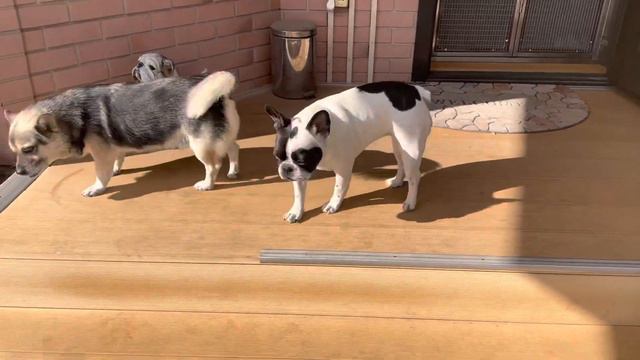 Французские бульдоги попали в период безколбасья… смотреть онлайн