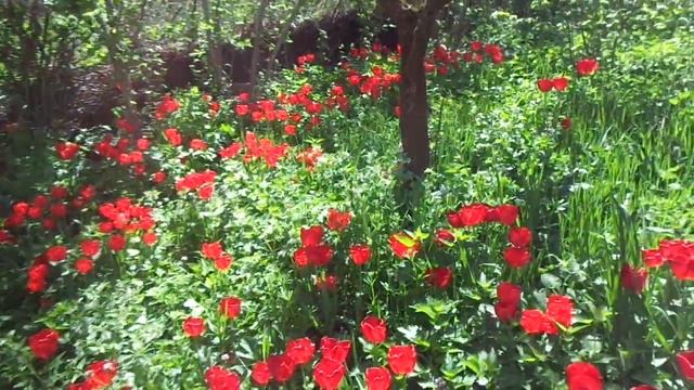 Обрезка и формировка груши в тени. Плодовый конвейер. смотреть онлайн