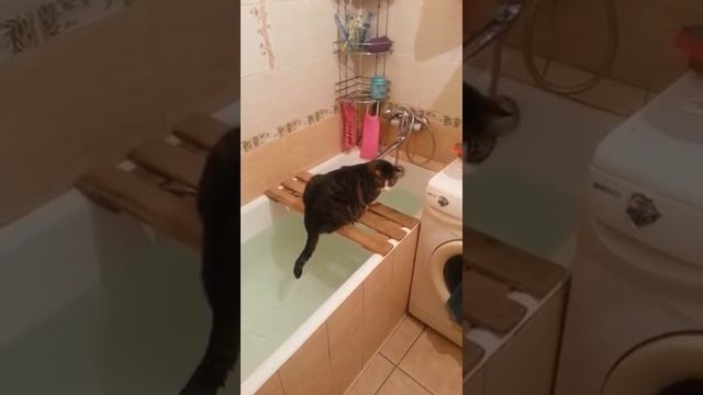 Кот ловит рыбу.Или сказка "Лиса и Волк" ) смотреть онлайн