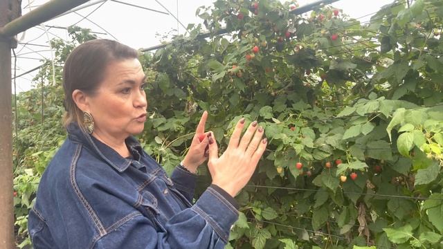 Малина из Италии смотреть онлайн