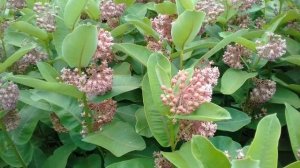 В ГОСТЯХ У ПЧЕЛОВОДА .ВАТОЧНИК СИРИЙСКИЙ!!!