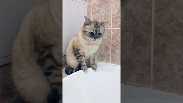 Как помыть кота смотреть онлайн