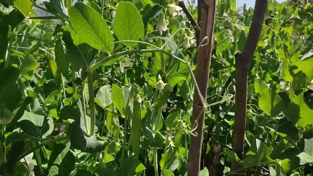 Высушили мяту. Окучили картофель ручным окучником. Доделываем погреб. смотреть онлайн