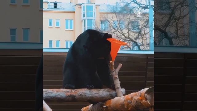 •🤗🐻Медведи Вася и Фаня/Московский зоопарк/13 декабря в России отмечают День медведя смотреть онлайн