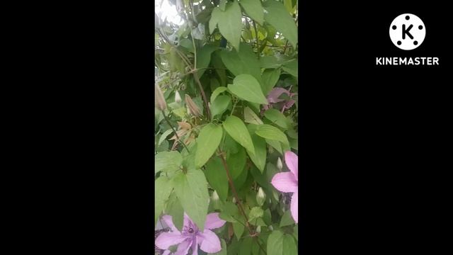 Клематис Vino #Shorts смотреть онлайн