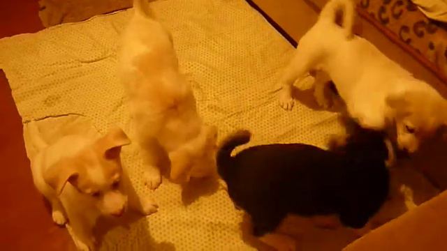 Щенки нашей Мирты. смотреть онлайн