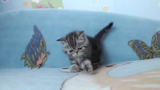 Куплю котенка экзота Москва смотреть онлайн