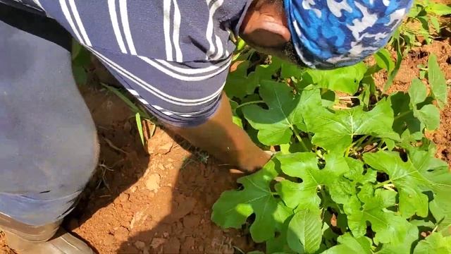 Red Norland Potatoe Harvest-2nd Crop смотреть онлайн