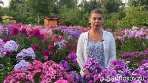 Болезни флоксов. Лечим фомоз и фузариоз