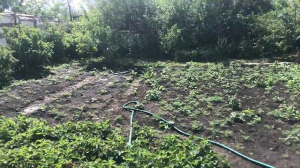 Тракторосад №2