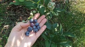 Голубика в Подмосковье, обзор сортов и впечатления