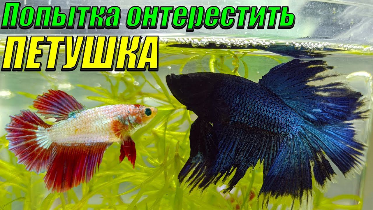 Попытка отнерестить петушка! НОВОСТИ с разводни! смотреть онлайн