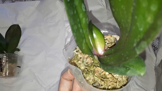 Эту посылку ждала с августа месяца смотреть онлайн