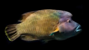 Экхарт Толле - 08. Когда не знаете что делать, озвучивает [Nikosho].mp4