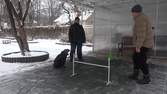 Догтренинг 474. Веймаранер- домосед. Лакомство - паста из пакетика за "сидеть" и "ко мне". смотреть онлайн