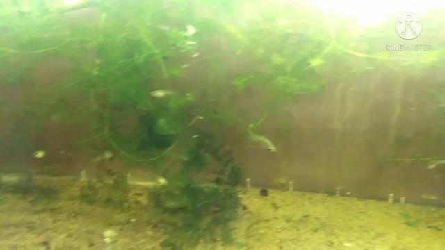 Гуппи, анциструсы живут и размножаются вместе/обзор аквариума на 160 литров. смотреть онлайн