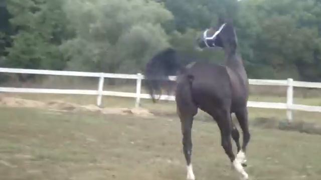 Эллениум в леваде смотреть онлайн