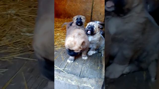 Щенки от Айтека и Азии(имбредная на Арлана Казахстан) продаются. смотреть онлайн