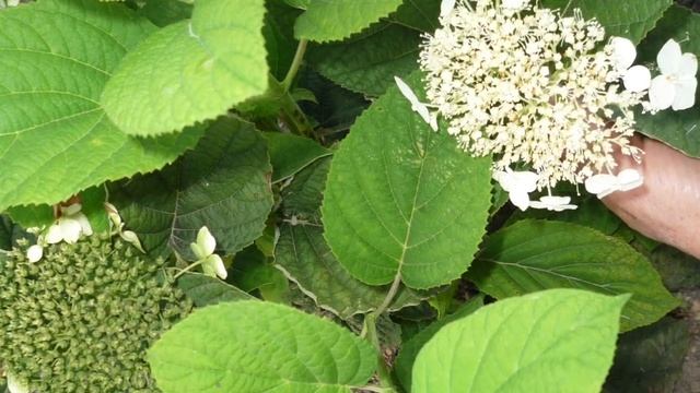 Метельчатые гортензии.Как цветут гортензии в августе.Мой сад.2018г. смотреть онлайн