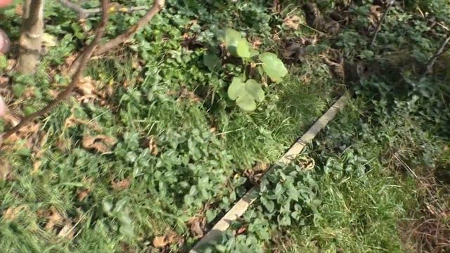 Инжир в ноябре 21 смотреть онлайн