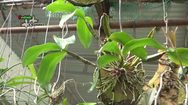 Orchid mini graden - vườn hoa lan mini смотреть онлайн