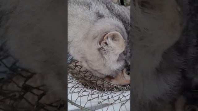 Кошка и рыбы #животные #кошки #рыба #shorts смотреть онлайн