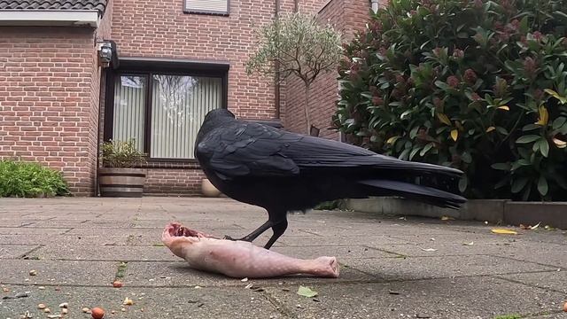 ВСЁ ЧИСТО!? МОЖНО ЕСТЬ!? #птицы #врановые #ворона #кормушка #наблюдение смотреть онлайн