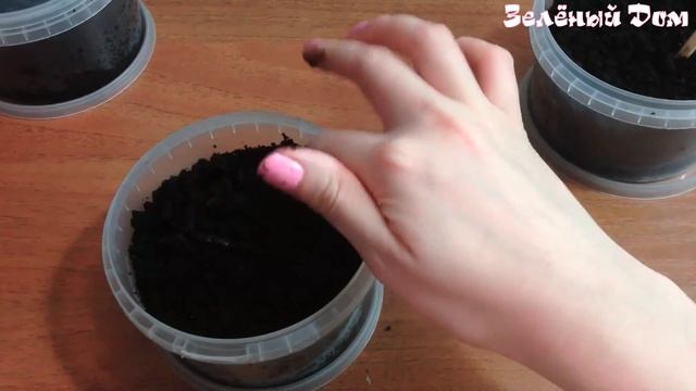 Зеленый дом. Выпуск №1. Клён бонсай. смотреть онлайн