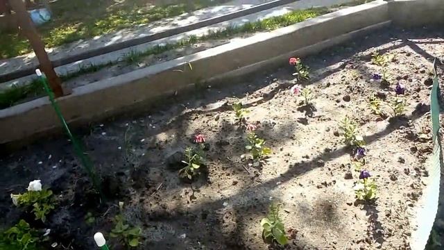 как лучше кормить растения когда идут дожди смотреть онлайн